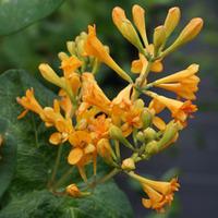 Lonicera \'Golden Trumpet\' (Large Plant) - 2 x 3 litre potted lonicera plants
