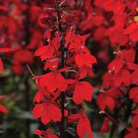 Lobelia \'Starship Scarlet\' (Garden Ready) - 12 garden ready lobelia plug plants