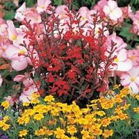 Lobelia Fan Scarlet 24 Large Plants