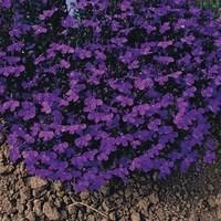 Lobelia Royal Blue 170 Small Plugs