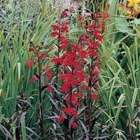 Lobelia cardinalis \'Queen Victoria\' (Large Plant) - 2 lobelia plants in 2 litre pots
