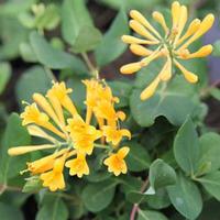 Lonicera \'Honeybelle\' (Large Plant) - 1 lonicera plant in 3.5 litre pot