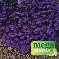 lobelia royal blue 12 mega plants