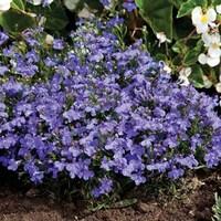 Lobelia Blue Velvet 170 Plug Plants