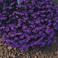 lobelia royal blue 12 x 12cm pots