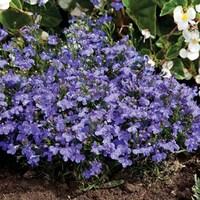 Lobelia Blue Velvet 24 Jumbo Plants