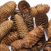 long pine cones per 3 packs