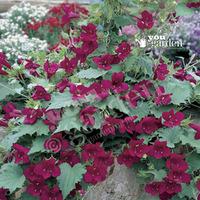 lofos wine red vine x 12 jumbo plug plants