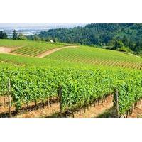 Luxury Group Wine Tour of Willamette Valley