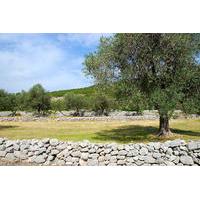 Lustica Peninsula: Organic Olive Farm Private Tour and Tastings