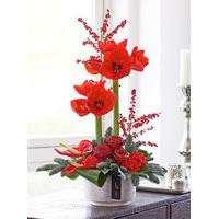 Luxury Festive Rose and Amaryllis Arrangement