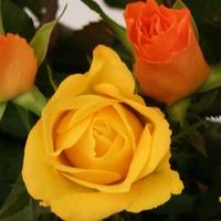 Luxury Yellow & Orange Roses