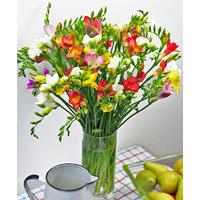 Luxury Long Stem Freesias