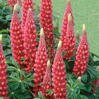 Lupin \'The Page\' (Large Plant) - 3 x 2 litre potted lupin plants