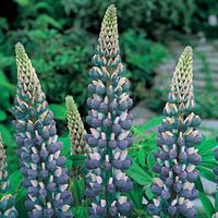 Lupin \'The Governor\' (Large Plant) - 2 x 2 litre potted lupin plants