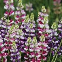 Lupin \'Avalune Mixed\' - 1 packet (20 lupin seeds)