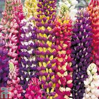 Lupin \'Tutti Frutti\'™ - 10 lupin Postiplug plants