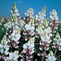 Lupin \'Dwarf Fairy Pink\' - 1 packet (40 lupin seeds)