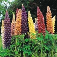 lupin band of nobles mixed 1 packet 35 lupin seeds