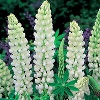 Lupin \'Noble Maiden\' (Large Plant) - 2 x 2 litre potted lupinus plants