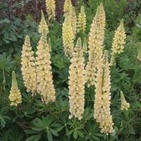 Lupin \'Chandelier\' (Large Plant) - 2 x 2 litre potted lupinus plants