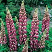 Lupin \'The Chatelaine\' (Large Plant) - 2 x 2 litre potted lupinus plants