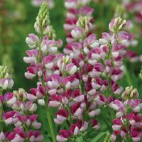 lupin hartwegii avalune red white 1 packet 50 lupin seeds