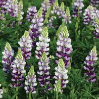 Lupin \'Avalune Lilac\' - 1 packet (50 lupin seeds)