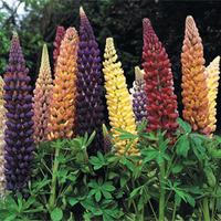 Lupin \'Russell Hybrids Mixed\' - 6 x 5cm potted lupin plants