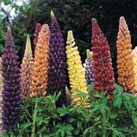 lupin russell hybrids 5 lupin bare root plants