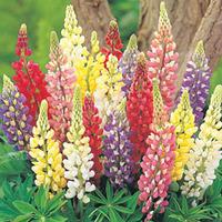 Lupin \'Russel Mix\' (Seeds) - 1 packet (35 lupin seeds)