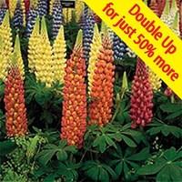 Lupin Gallery Dwarf 24 Large Plants