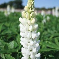 Lupin \'Noble Maiden\' - 5 bare root lupin plants