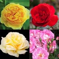 lucky dip 3 litre floribunda roses 3 plants