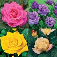 Lucky Dip 3 Litre Hybrid Tea Rose 1 Plant