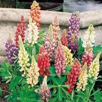 lupin 4 bare root lupin plants