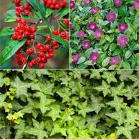 Lucky Dip Evergreen Ground Cover Shrub Collection - 6 evergreen plug plants