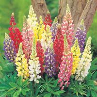 lupin russell hybrids mixed large plant 2 lupin plants in 2 litre pots