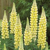lupin chandelier large plant 2 lupin plants in 2 litre pots