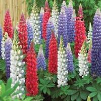 Lupin \'Street Party Collection\' - 15 bare root lupin plants - 5 of each variety