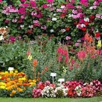 Lucky Dip Summer Bumper Pack - 72 bedding plug tray plants - up to 6 varieties