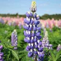 Lupin \'The Governor\' - 5 bare root lupin plants