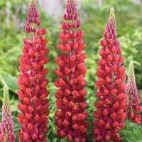 Lupin \'My Castle\' - 5 bare root lupin plants