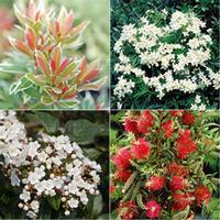 Lucky Dip Everlasting Shrub Collection - 8 plants in 1 litre pots