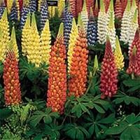 Lupin Gallery Dwarf 12 Jumbo Plants