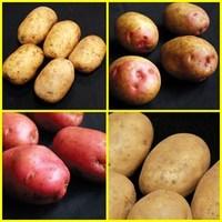 Lucky Dip Seed Potatoes 2 Different Varieties 2kg