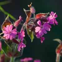 Lychnis viscaria \'Splendens Plena\' (Large Plant) - 2 x 1 litre potted lychnis plants