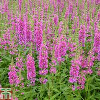 Lythrum salicaria \'Robert\' (Marginal Aquatic) - 3 x 1 litre potted lythrum plants