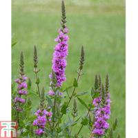 Lythrum salicaria (Marginal Aquatic) - 3 x 9cm potted lythrum plants