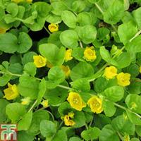 Lysimachia nummularia (Marginal Aquatic) - 3 x 9cm potted lysimachia plants